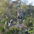 A Great Blue Heron and Chicks 2-9-23