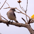 写真: Northern Mockingbird and Golden Trumpet Tree 3-15-23