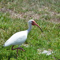 写真: White Ibis I 4-27-23