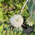 写真: Common Buttonbush 5-9-23