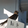 Young Purple Martin 6-27-23