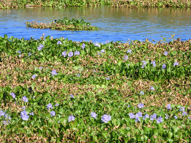 写真: Water Hyacinth I 6-27-23