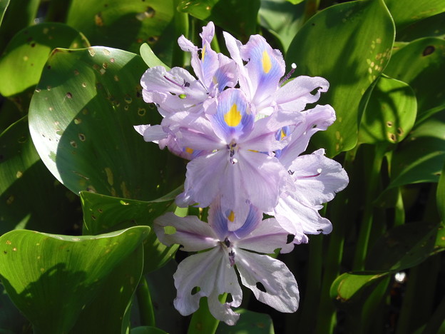 Water Hyacinth II 6-27-23