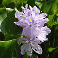 写真: Water Hyacinth II 6-27-23