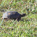 写真: Juvenile Gopher Tortoise 7-4-23