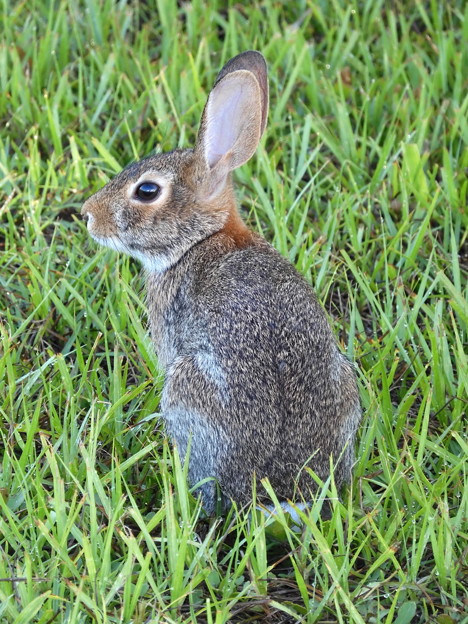 Eastern Cottontail III 7-30-23