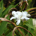 White Ginger Lily 7-25-23