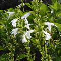 White Salvias 7-25-23