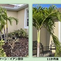 Photos: ハリケーン被害、最後の葉っぱ　8-6-23