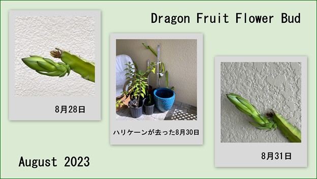 写真: Dragon Fruit Bud of August 2023