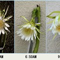 写真: Dragon Fruit Flower Blooming 9-3-23
