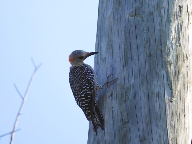 Photos: Female Red-bellied Woodpecker I 8-6-23