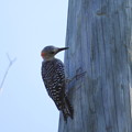 Photos: Female Red-bellied Woodpecker I 8-6-23