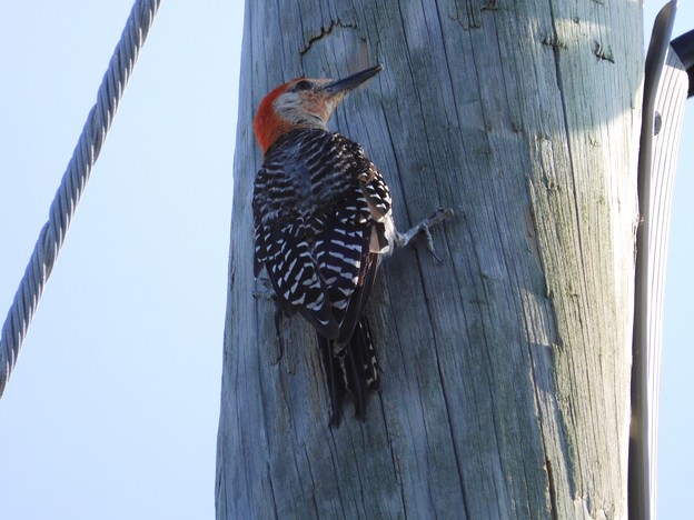 Male Red-bellied Woodpecker I 8-6-23