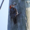 Photos: Male Red-bellied Woodpecker I 8-6-23