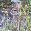 Eastern Cottontail I 8-6-23