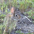 Eastern Cottontail II 8-6-23