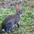 Eastern Cottontail II 8-20-23