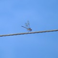 写真: (Female) Four-Spotted Pennant Dragonfly 8-12-23