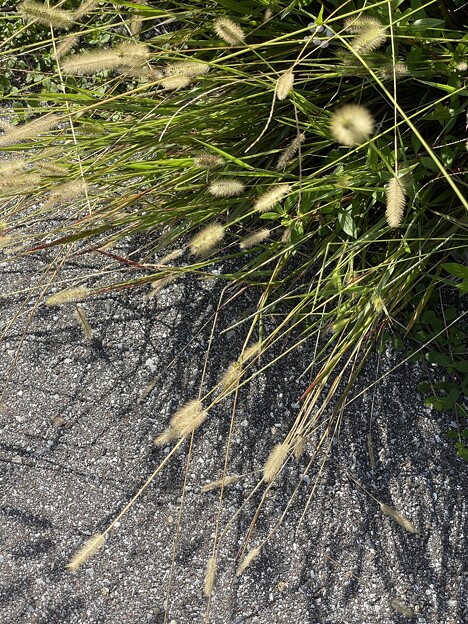 写真: Setaria parviflora 9-3-23