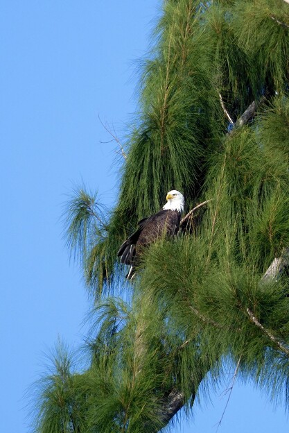 写真: Bald Eagle I 9-19-23