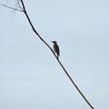 写真: Red-bellied Woodpecker 9-24-23