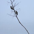 写真: Red-bellied Woodpeckers 9-24-23