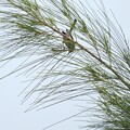 写真: (Female) Yellow Warbler 9-24-23