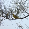 Yellow Warbler I 9-24-23