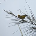 写真: Yellow Warbler II 9-24-23