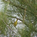 写真: Yellow Warbler III 9-24-23