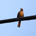 Female Northern Cardinal 9-28-23
