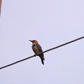 Red-bellied Woodpecker II 9-26-23