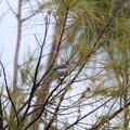 Blue-Gray Gnatcatcher 10-9-23