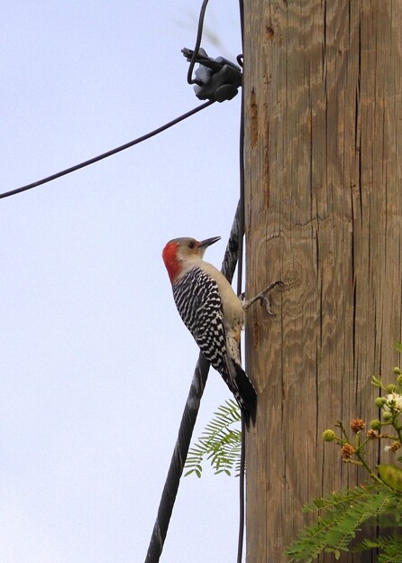Photos: Red-bellied Woodpecker 10-8-23