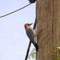 Photos: Red-bellied Woodpecker 10-8-23