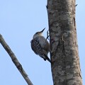 写真: Red-Bellied Woodpecker 1-I 10-22-23