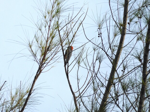 Red- Bellied Woodpecker 2-I　10-22-23