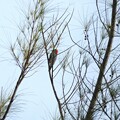 写真: Red- Bellied Woodpecker 2-I　10-22-23