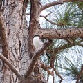 Photos: Loggerhead Shrike II 10-9-23