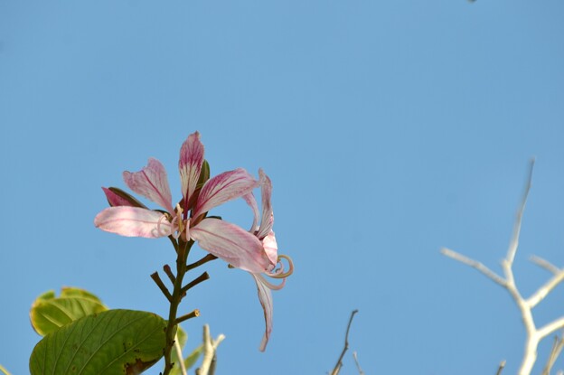 写真: Purple Orchid Tree I 12-7-23