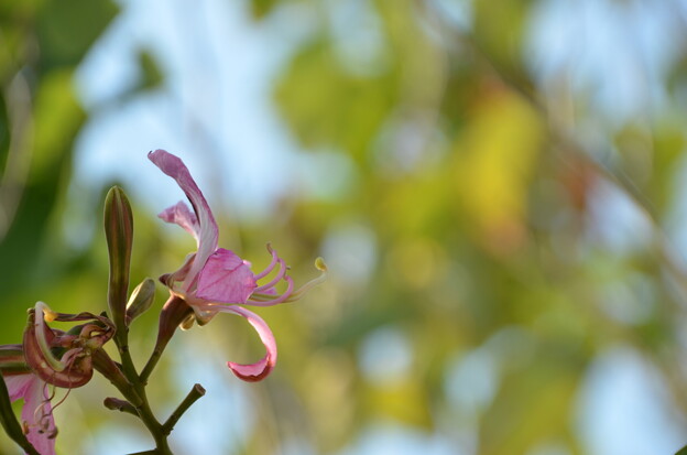 写真: Purple Orchid Tree II 12-7-23