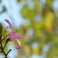 写真: Purple Orchid Tree II 12-7-23