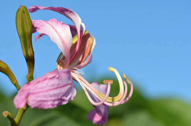 写真: Purple Orchid Tree 3 12-7-23