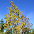 Bald Cypress Trees I 11-29-23