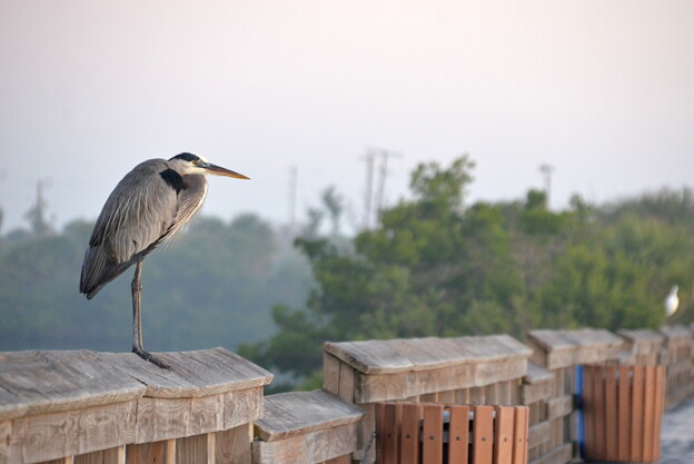 写真: Great Blue Heron 1-1-24
