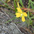 Mexican Primrose-Willow I 10-14-23