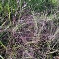 写真: Eragrostis spectabilis 10-28-23