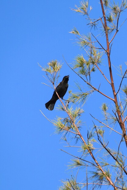写真: Red-Winged Blackbird I 10-28-23
