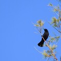 写真: Red-Winged Blackbird II 10-28-23